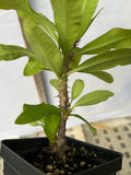 Euphorbia Milii ORCHID EUPHORBIA Crown Of Thorns Thai Hybrid Corona de Cristo