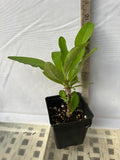 Euphorbia Milii HONEYMOON Crown Of Thorns  Corona de Cristo