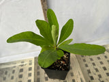 Euphorbia Milii HONEYMOON Crown Of Thorns  Corona de Cristo