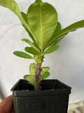 Euphorbia Milii HONEYMOON Crown Of Thorns  Corona de Cristo