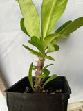 Euphorbia Milii HONEYMOON Crown Of Thorns  Corona de Cristo