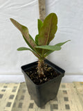 Euphorbia Milii PINK MILLIONAIRE Crown of Thorns Corona de Cristo Rare