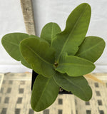 Euphorbia Milii PINK MILLIONAIRE Crown of Thorns Corona de Cristo Rare