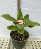 Euphorbia Milii SETHEE MUEANG CHAN Crown of Thorns Corona de Cristo Giant Flowers
