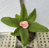Euphorbia Milii SETHEE MUEANG CHAN Crown of Thorns Corona de Cristo Giant Flowers