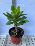 Euphorbia Milii EUPHORBIA ROSES Crown of Thorns Thai Hybrid