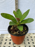Euhorbia Milii CALIFORNIA SUNRISE Crown Of Thorns Corona de Cristo