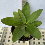Euhorbia Milii CALIFORNIA SUNRISE Crown Of Thorns Corona de Cristo