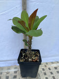 Euphorbia Milii LAVENDER QUEEN Crown of Thorns Corona de Cristo