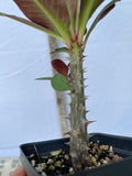 Euphorbia Milii LAVENDER QUEEN Crown of Thorns Corona de Cristo