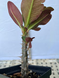 Euphorbia Milii LAVENDER QUEEN Crown of Thorns Corona de Cristo