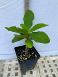 Euphorbia Milii LOVE ME TENDER Crown of Thorns Corona de Cristo