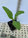 Euphorbia Milii LUCK CHAI Crown Of Thorns Corona de Cristo Rare