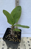 Euphorbia Milii SUNKIST Crown of Thorns Poysean Corona de Cristo Succulent Tropicals