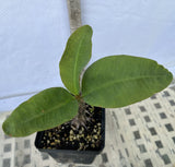 Euphorbia Milii SUNKIST Crown of Thorns Poysean Corona de Cristo Succulent Tropicals