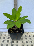 Euphorbia Milii ORANGE POM POM Crown of Thorns Corona De Cristo Cactus Rare