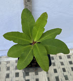 Euphorbia Milii ORANGE POM POM Crown of Thorns Corona De Cristo Cactus Rare