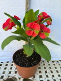 Euphorbia Milii RED MILLIONAIRE Crown of Thorns Corona d’Cristo Poysean Succulent Tropical