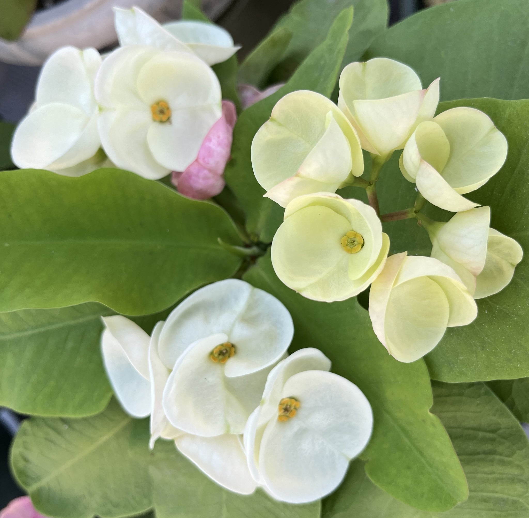 （◎＿◎；）★ Euphorbia milii v. rossii ★ユーフォルビア★★★C★ ◎＿◎；）☆ Euphorbia milii v. rossii ☆ユーフォルビア