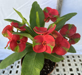 Euphorbia Milii RED MILLIONAIRE Crown of Thorns Corona d’Cristo Poysean Succulent Tropical