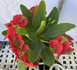 Euphorbia Milii RED MILLIONAIRE Crown of Thorns Corona d’Cristo Poysean Succulent Tropical