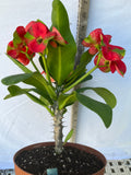 Euphorbia Milii RED MILLIONAIRE Crown of Thorns Corona d’Cristo Poysean Succulent Tropical