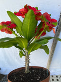 Euphorbia Milii RED MILLIONAIRE Crown of Thorns Corona d’Cristo Poysean Succulent Tropical