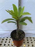 Euphorbia Milii ORANGE CANDLE CROWN OF THORNS  Corona de Cristo