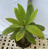 Euphorbia Milii ORANGE CANDLE CROWN OF THORNS  Corona de Cristo