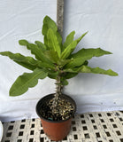 Euphorbia Milii SUNSET BOULEVARD Crown of Thorns Corona de Cristo Succulent