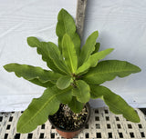 Euphorbia Milii SUNSET BOULEVARD Crown of Thorns Corona de Cristo Succulent
