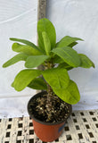 Euphorbia Milii FUJI WHITE Crown of Thorns Corona de Cristo Cactus/Succulents