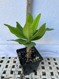 Euphorbia Milii SILVER BELL Crown Of Thorns  Poysean Corona De Cristo