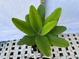 Euphorbia Milii SILVER BELL Crown Of Thorns  Poysean Corona De Cristo