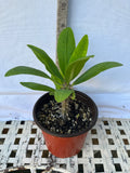 Euphorbia Milii RED VALENTINE Crown of Thorns Corona de Cristo Succulent