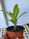 Euphorbia Milii RED VALENTINE Crown of Thorns Corona de Cristo Succulent