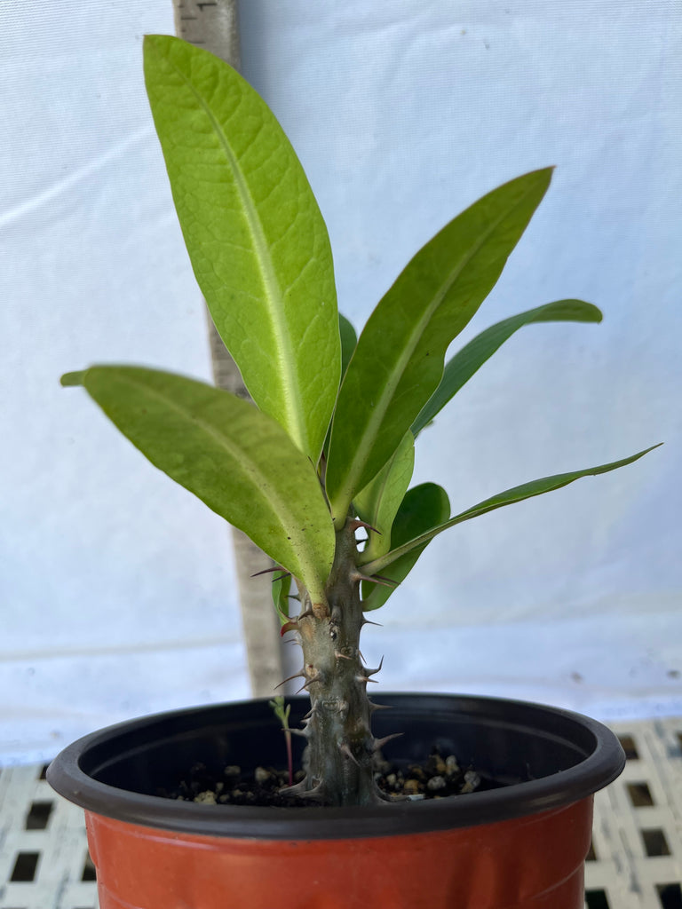 La espina de Cristo, una planta para exterior con una llamativa floración La espina de Cristo, una planta para exterior con una llamativa floración