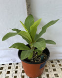 Euphorbia Milii DESIREE Crown of Thorns  Corona de Cristo Cactus/Succulent
