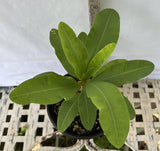 Euphorbia Milii DESIREE Crown of Thorns  Corona de Cristo Cactus/Succulent