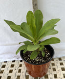 Euphorbia Milii BLANCE Crown of Thorns Corona de Cristo Succulents Thai Hybrid