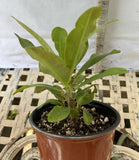 Euphorbia Milii BLANCE Crown of Thorns Corona de Cristo Succulents Thai Hybrid