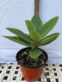 Euphorbia Milii WONDERFUL Crown Of Thorns Corona de Cristo