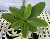 Euphorbia Milii WONDERFUL Crown Of Thorns Corona de Cristo