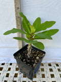 Euphorbia Milii FLAME of the FOREST Corona de Cristo Tropicals Succulents