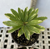 Crown of Thorns Euphorbia Milii Variegated PINK CHARM Corona de Cristo