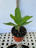 Euphorbia Milii CHOMPO SETHEE Super Giant Crown of Thorns Corona de Cristo