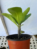 Euphorbia Milii CHOMPO SETHEE Super Giant Crown of Thorns Corona de Cristo