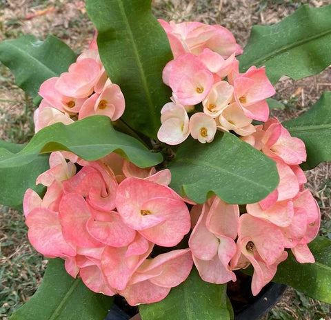 Euphorbia Milii UDOM PHON Crown of Thorns Corona de Cristo Cactus Thai Hybrid