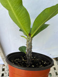Euphorbia Milii CHOMPO SETHEE Super Giant Crown of Thorns Corona de Cristo