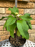 Euphorbia Milii PHOY KAO Crown of Thorns Corona de Cristo Thai Hybrid